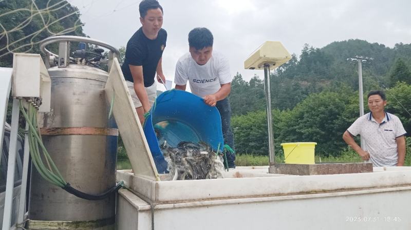 出售山麻鱼