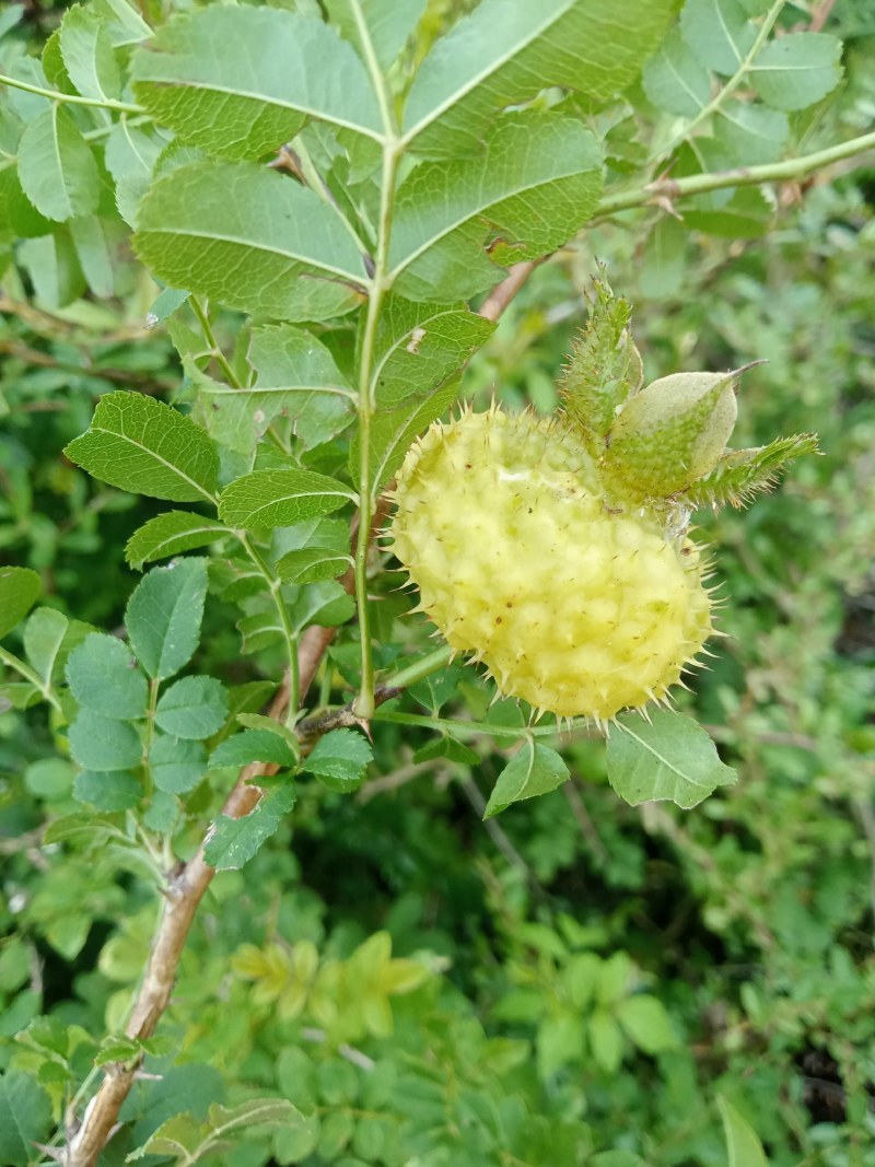 新鲜刺梨