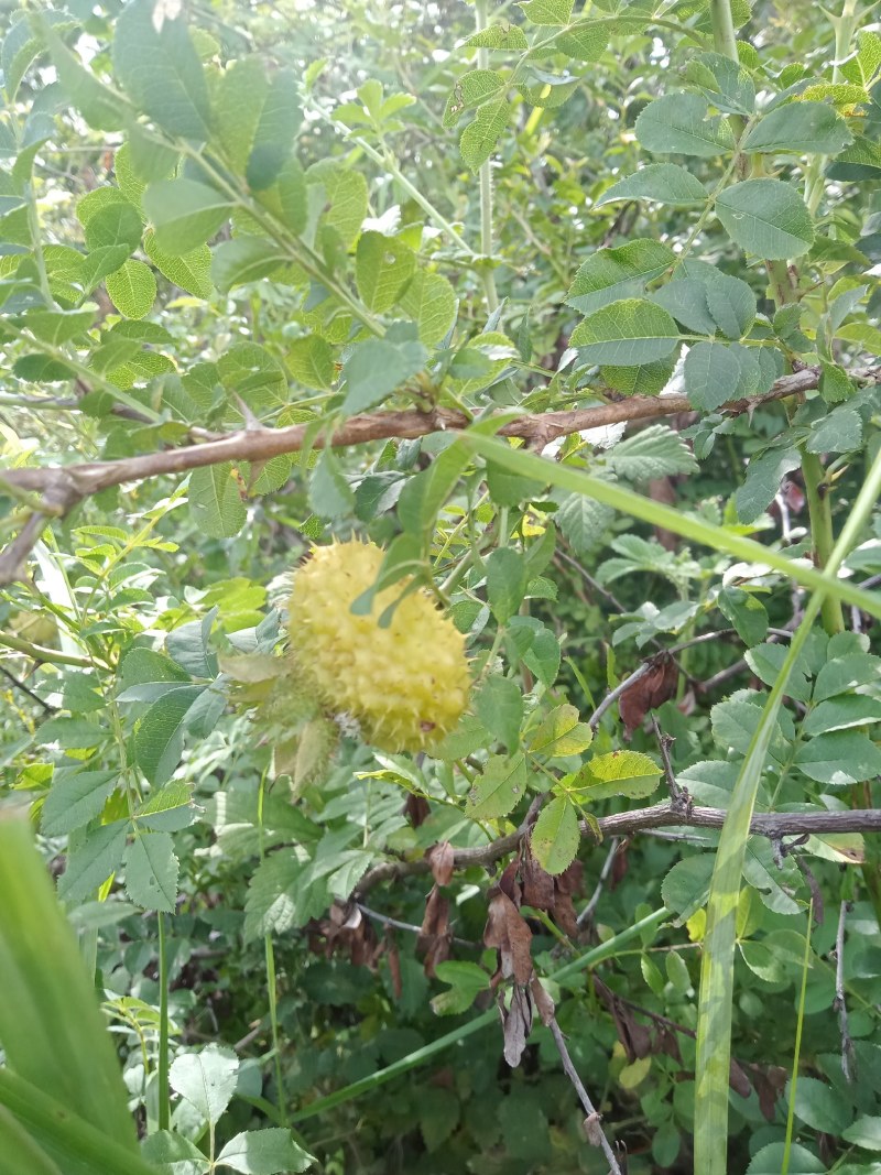 新鲜刺梨