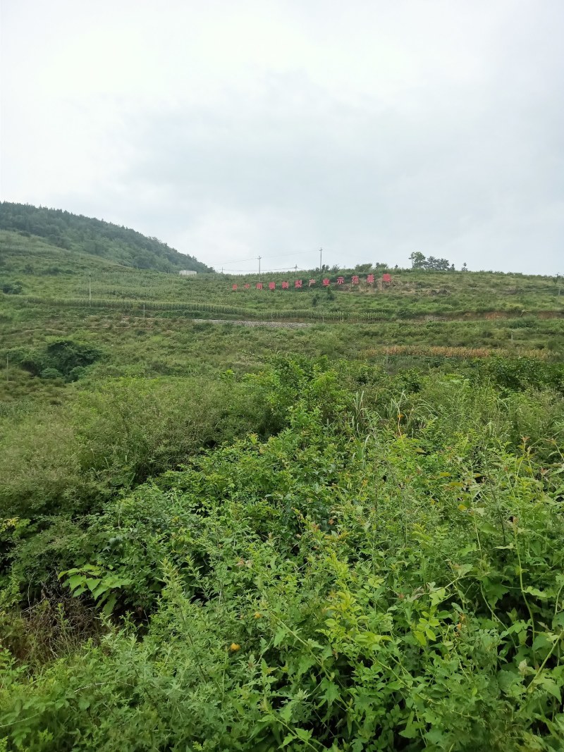 新鲜刺梨