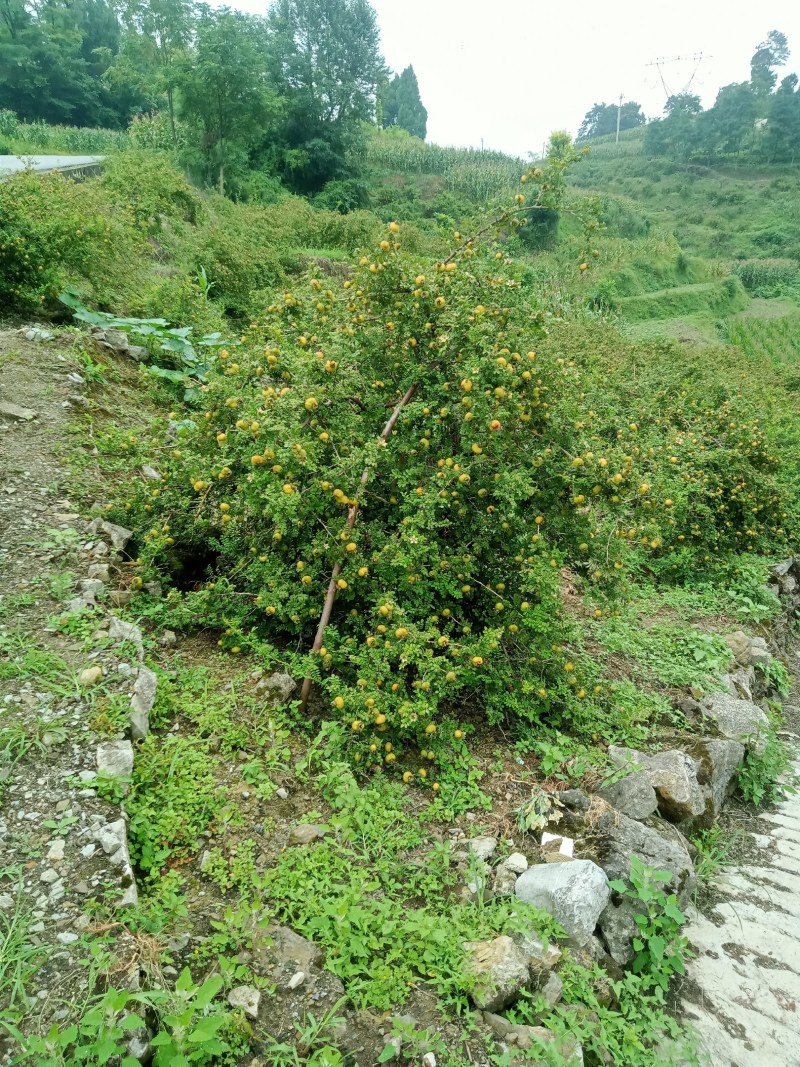 新鲜刺梨