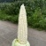 四川本地928小甜糯无虫无懒个头6789金堂分货