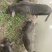 长泰自家农场散养香猪
