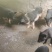 长泰自家农场散养香猪