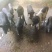 长泰自家农场散养香猪