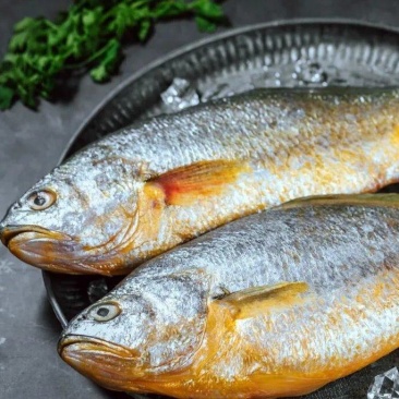 江苏连云港单冻大黄鱼欢迎咨询实地看货洽谈合作