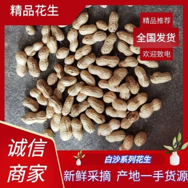 白沙系列花生鲜花生产地直发颗粒饱满可视频看货