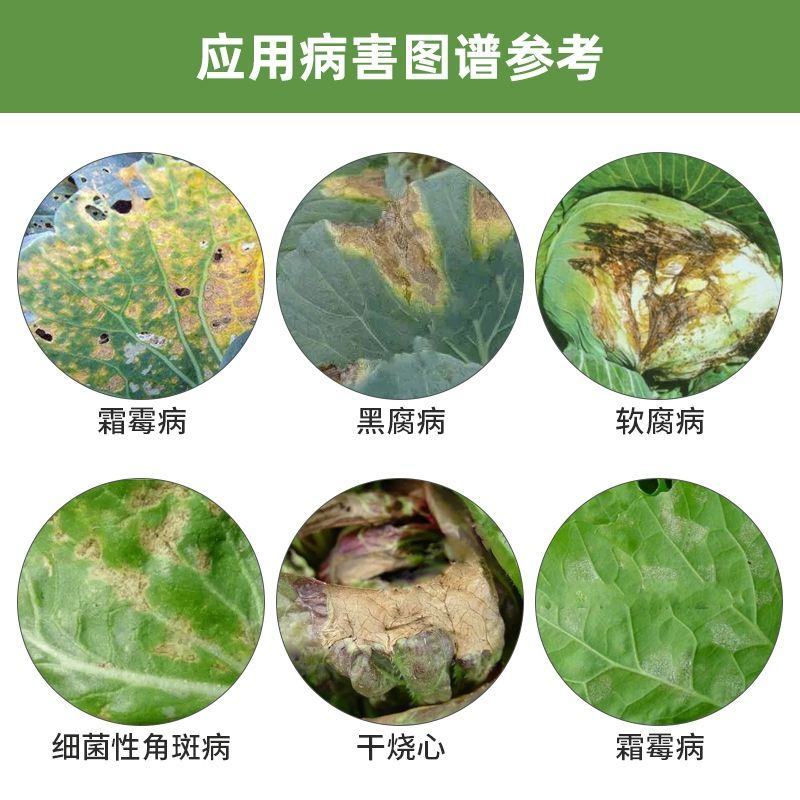 珺颜白菜甘蓝防腐包心剂叶色厚实加速包心抗冻抗寒提早上市水