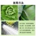 珺颜白菜甘蓝防腐包心剂叶色厚实加速包心抗冻抗寒提早上市水