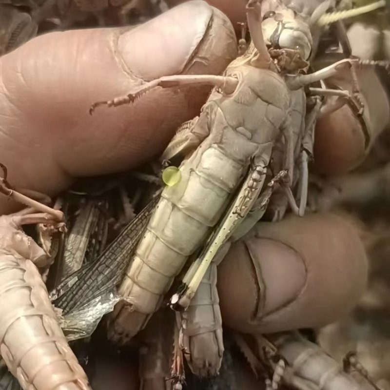 东亚飞蝗，大蚂蚱。。。