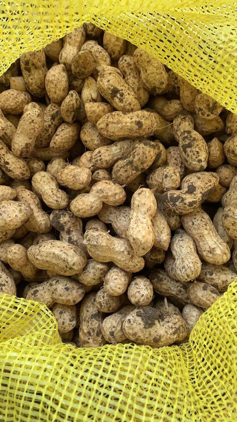 鲜花生🥜，两次过筛，手工挑选