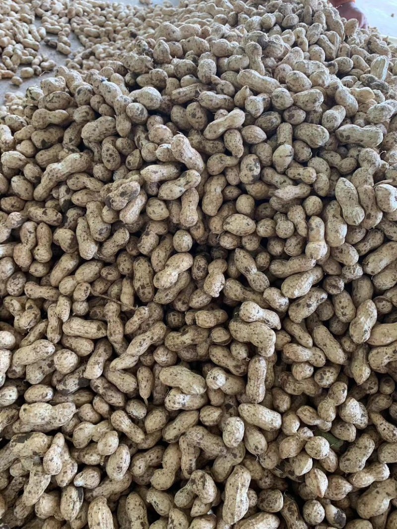 鲜花生🥜，两次过筛，手工挑选
