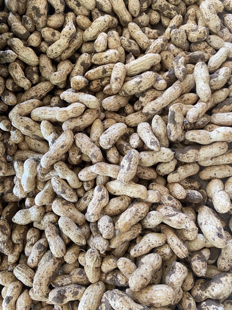 鲜花生🥜，两次过筛，手工挑选