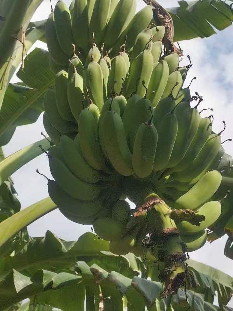 湛江徐闻精品粉蕉，产地直发，一手货原，