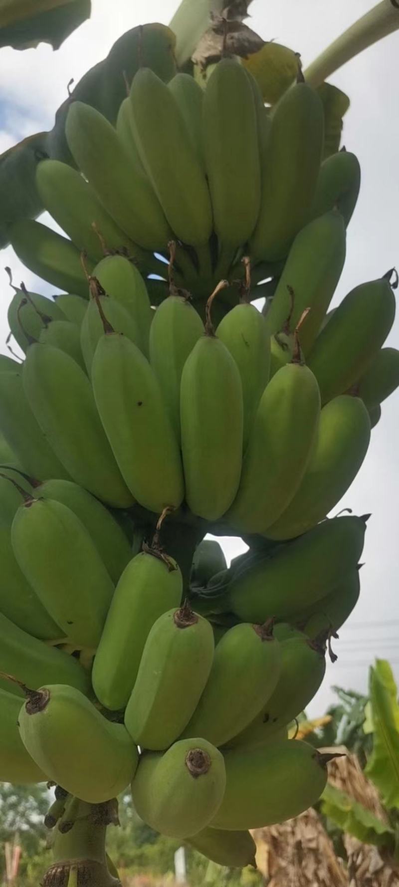 湛江徐闻精品粉蕉，产地直发，一手货原，