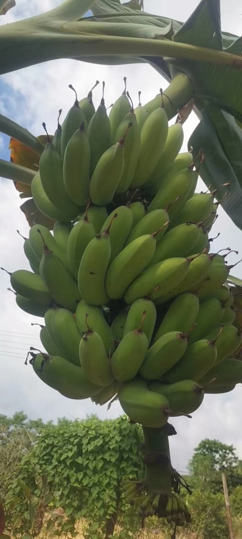 湛江徐闻精品粉蕉，产地直发，一手货原，