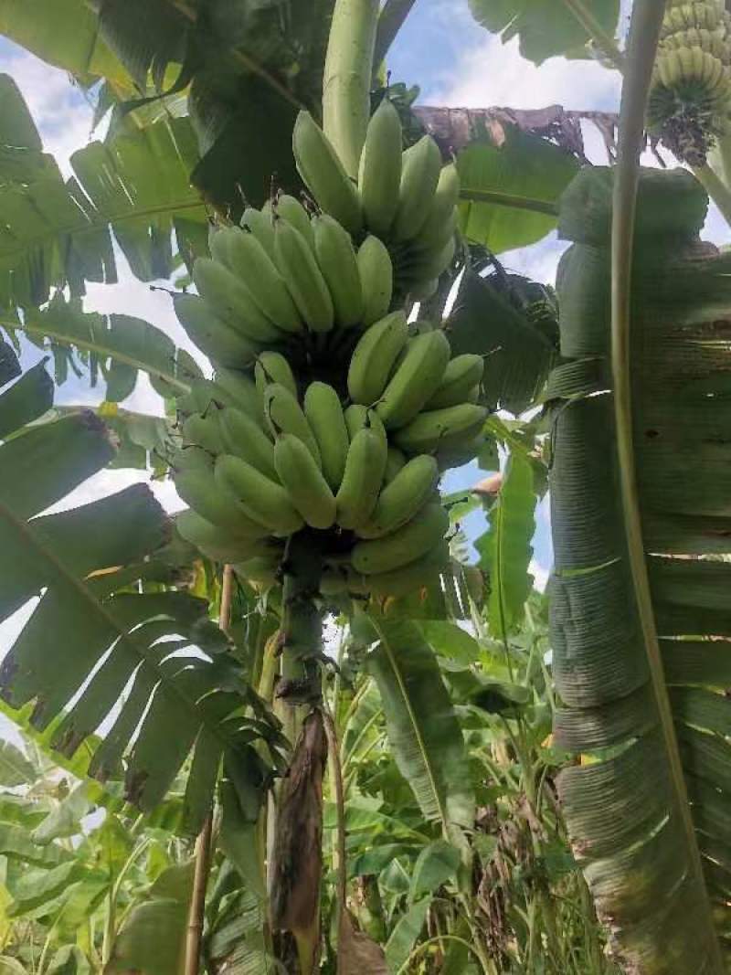 湛江徐闻精品粉蕉，产地直发，一手货原，