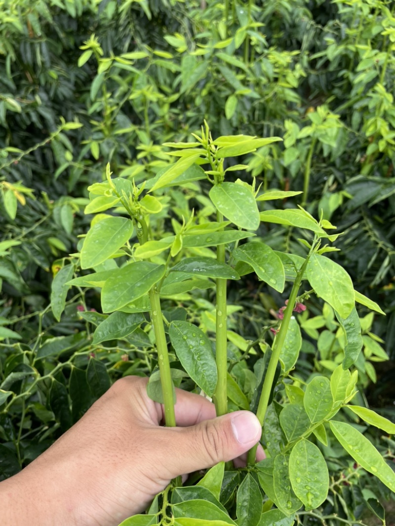 树仔菜