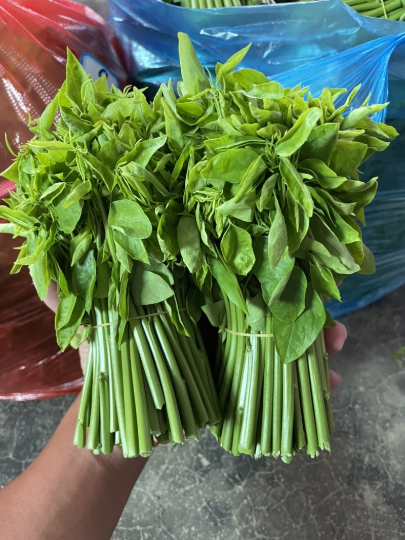 树仔菜