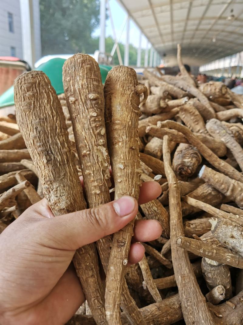 香料白芷个子中药白芷片亳白芷通货白芷条子带硫白芷无硫白芷