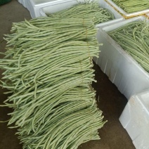 广西横州市精品豆角大量上市供应中，需要的老板联系我