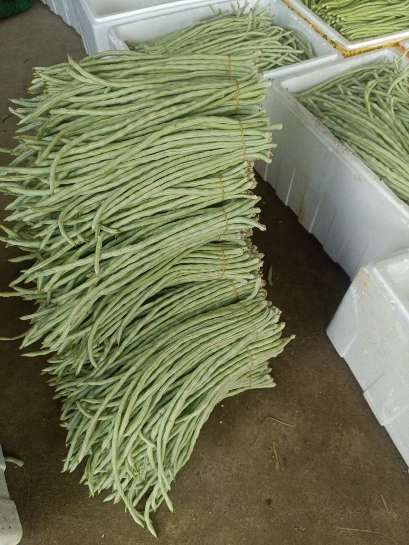 广西横州市精品豆角大量上市供应中，需要的老板联系我