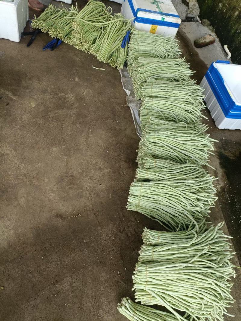广西横州市精品豆角大量上市供应中，需要的老板联系我