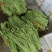 广西横州市精品豆角大量上市供应中，需要的老板联系我