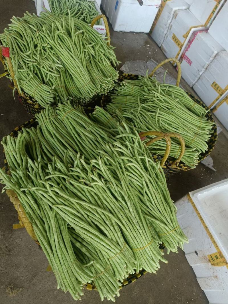 广西横州市精品豆角大量上市供应中，需要的老板联系我