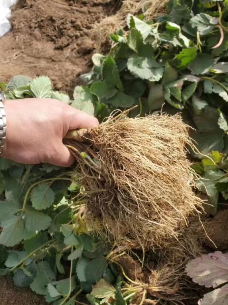 香野草莓苗隋珠草莓苗早熟大果脱毒草莓苗包成活率