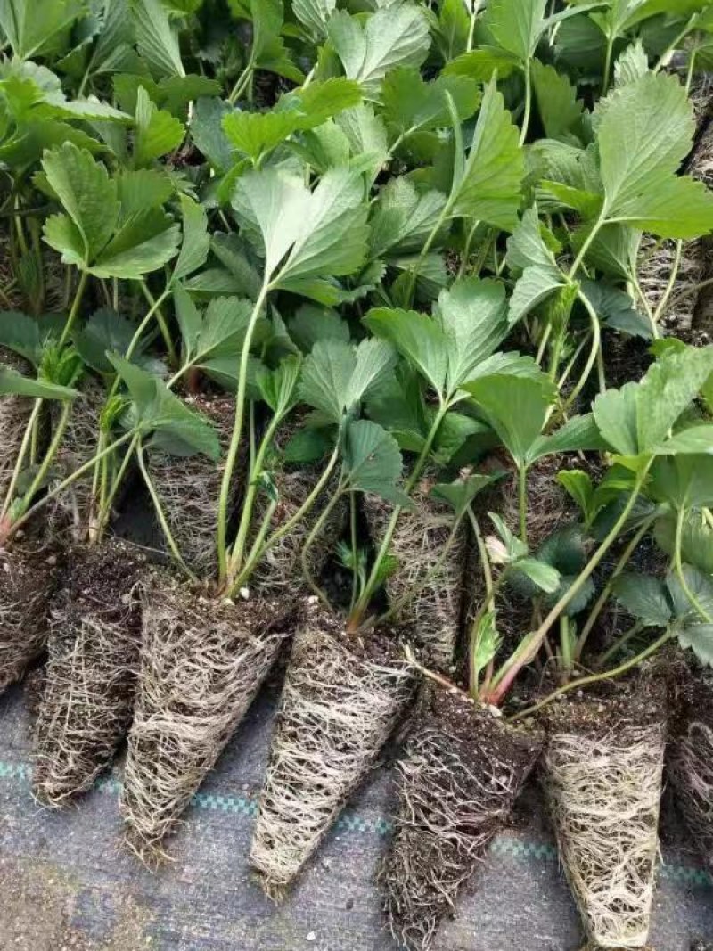 香野草莓苗隋珠草莓苗早熟大果脱毒草莓苗包成活率