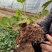 香野草莓苗隋珠草莓苗早熟大果脱毒草莓苗包成活率