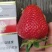 香野草莓苗隋珠草莓苗早熟大果脱毒草莓苗包成活率
