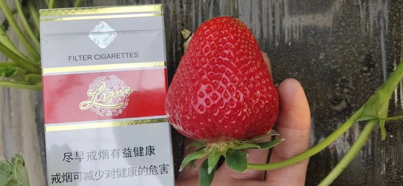 香野草莓苗隋珠草莓苗早熟大果脱毒草莓苗包成活率