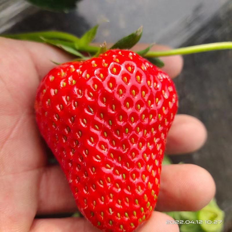 章姬草莓苗早熟大果脱毒苗包成活率基地现挖现发