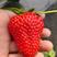 红颜草莓苗现挖脱毒苗成活率高签订合同保证品种