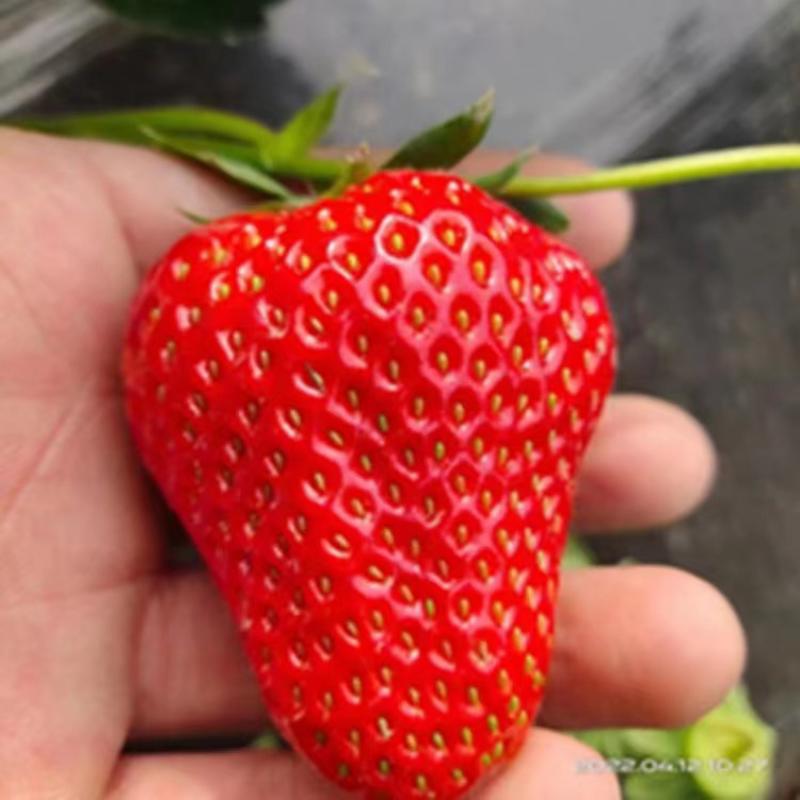 妙香7号草莓苗根系发达适应性强可提供技术指导现挖现发