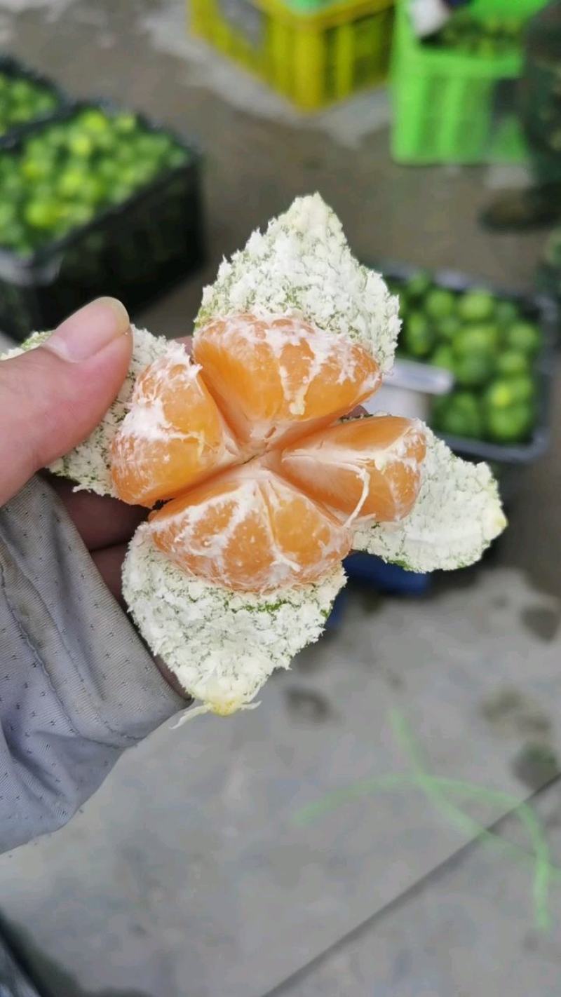 精品湖北特早蜜橘产地直发纯甜化渣对接电商商超团购