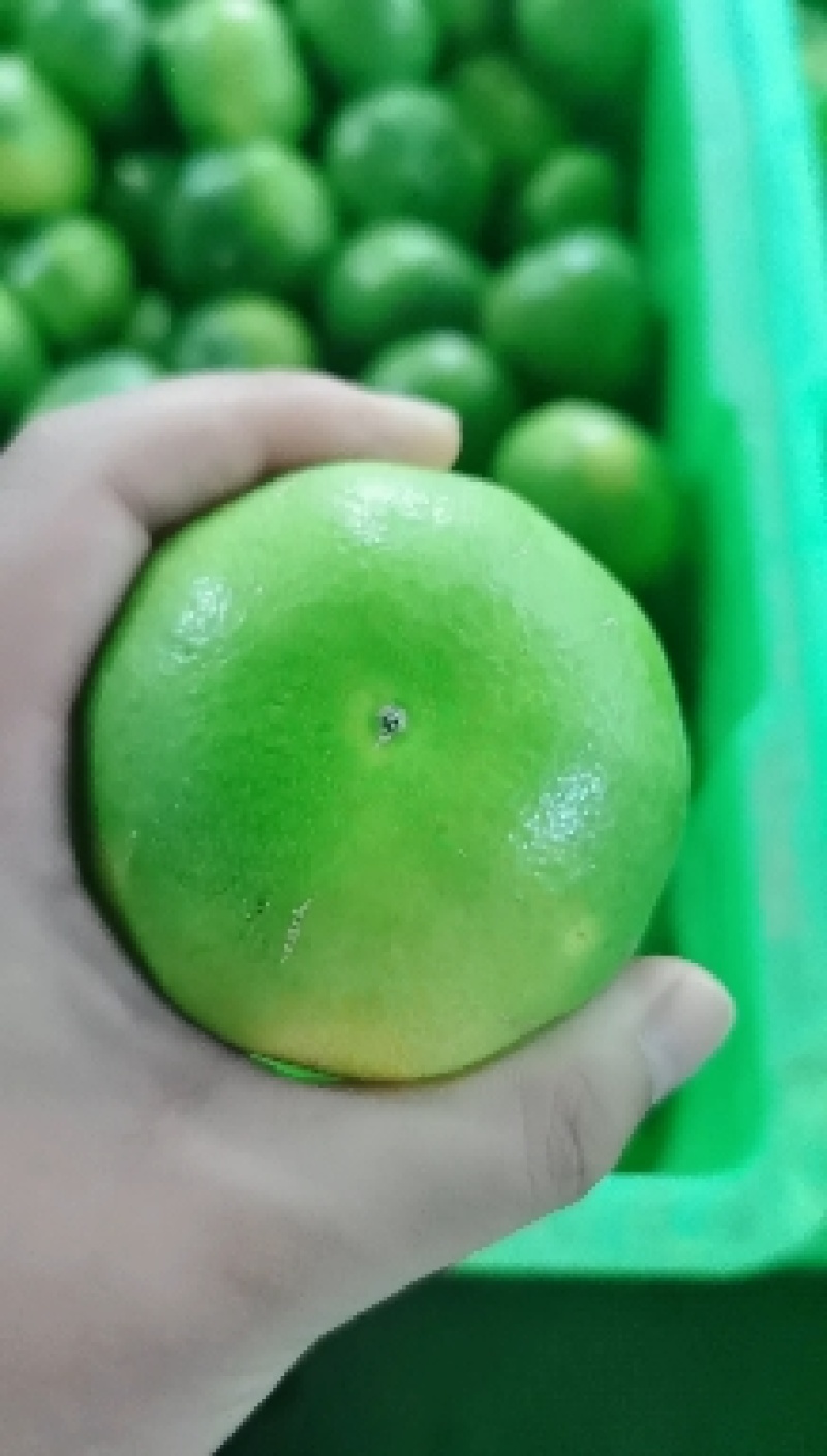 精品湖北特早蜜橘产地直发纯甜化渣对接电商商超团购