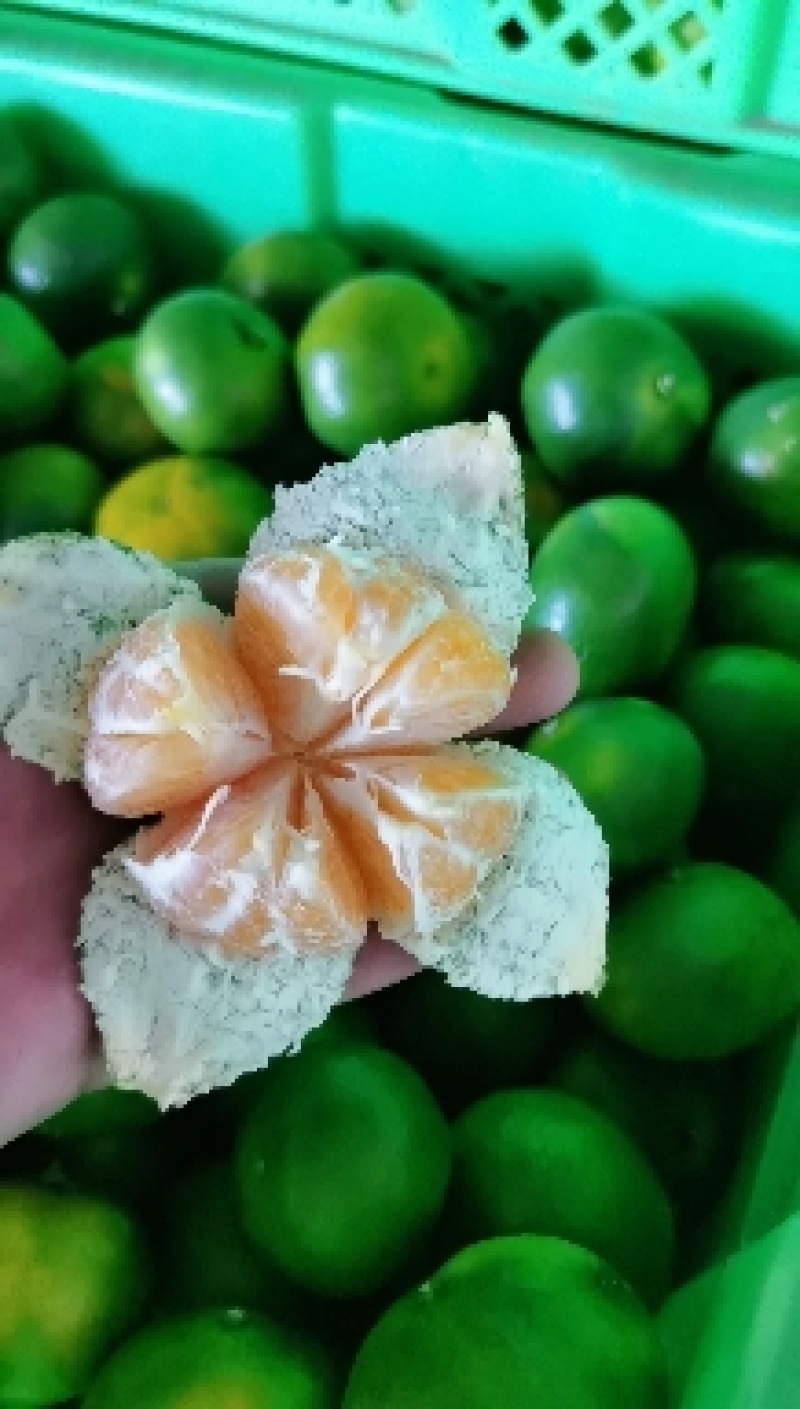 精品湖北特早蜜橘产地直发纯甜化渣对接电商商超团购