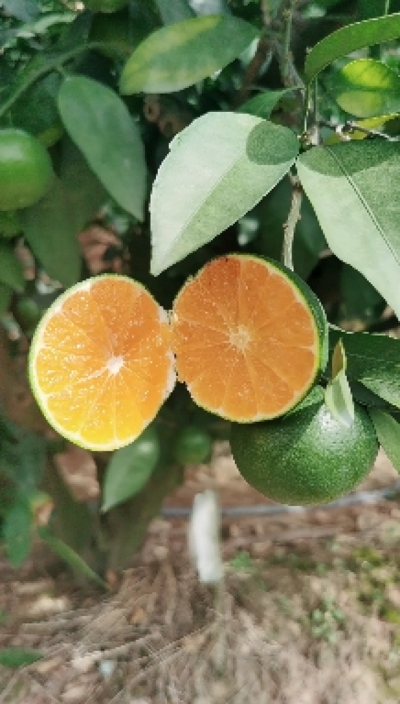 精品湖北特早蜜橘产地直发纯甜化渣对接电商商超团购