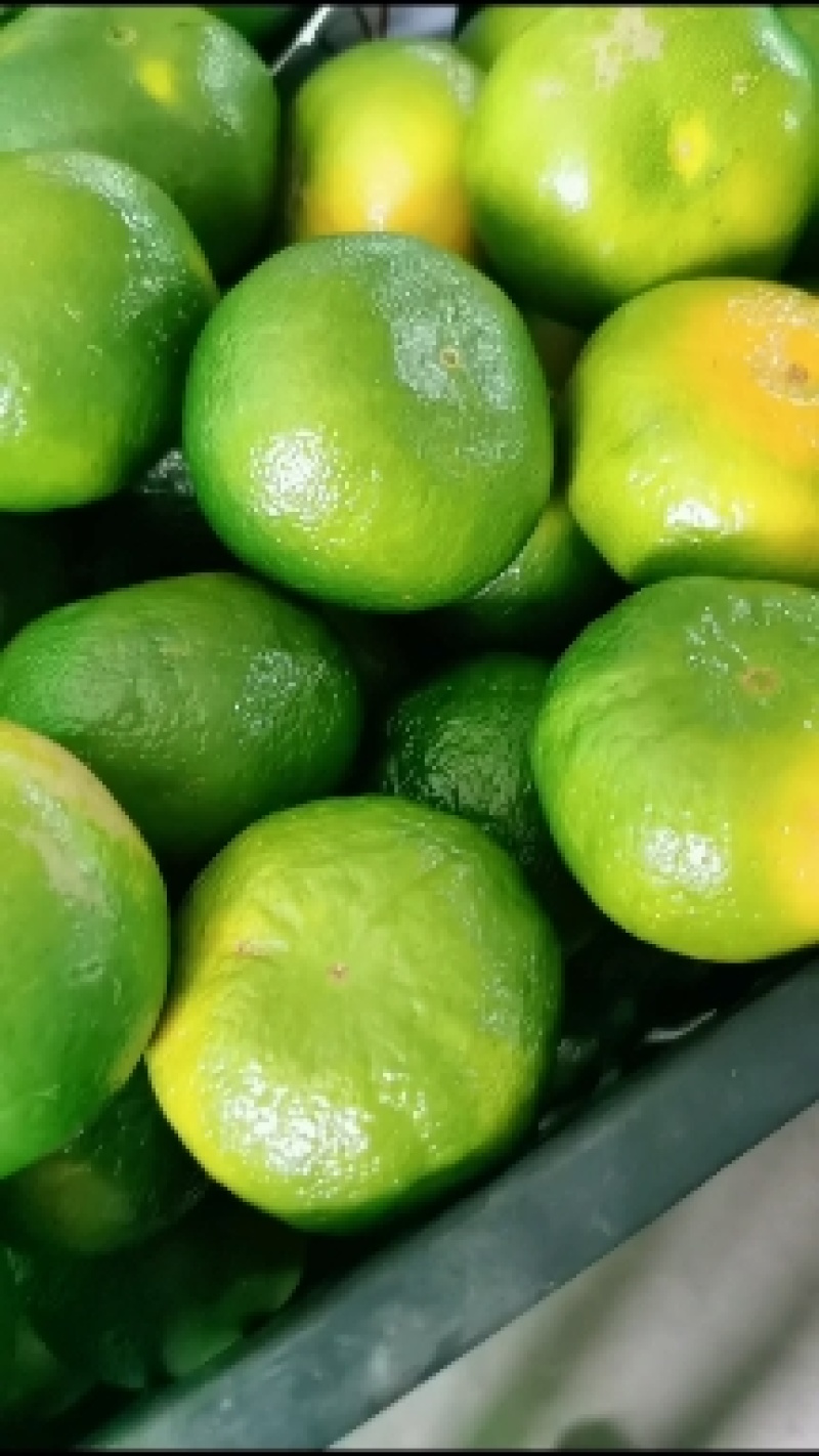 精品湖北特早蜜橘产地直发纯甜化渣对接电商商超团购