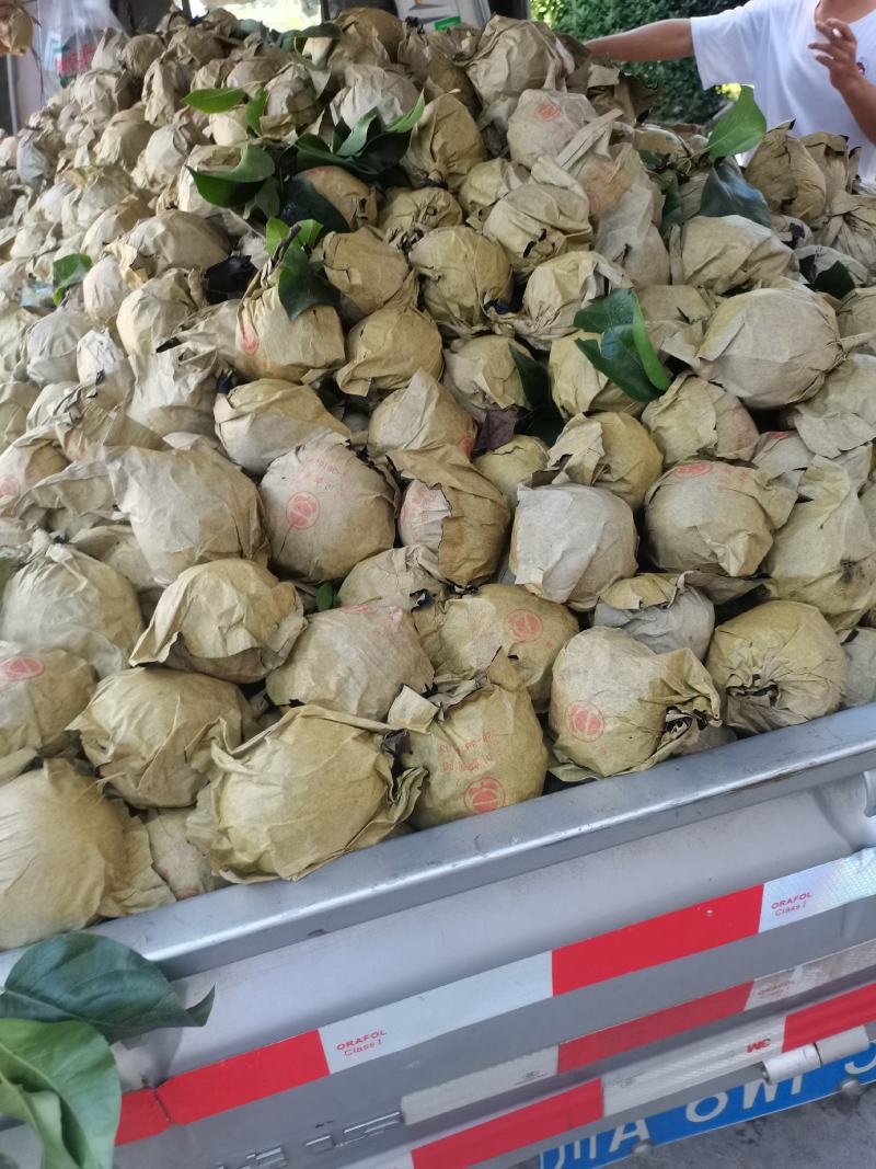 大量上市丰水梨