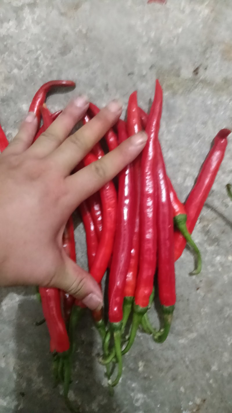 二荆条红辣椒红线椒市场货工厂货