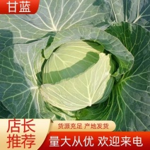 基地直供，精品莲花白扁包菜承接全国各地客商，质量保证