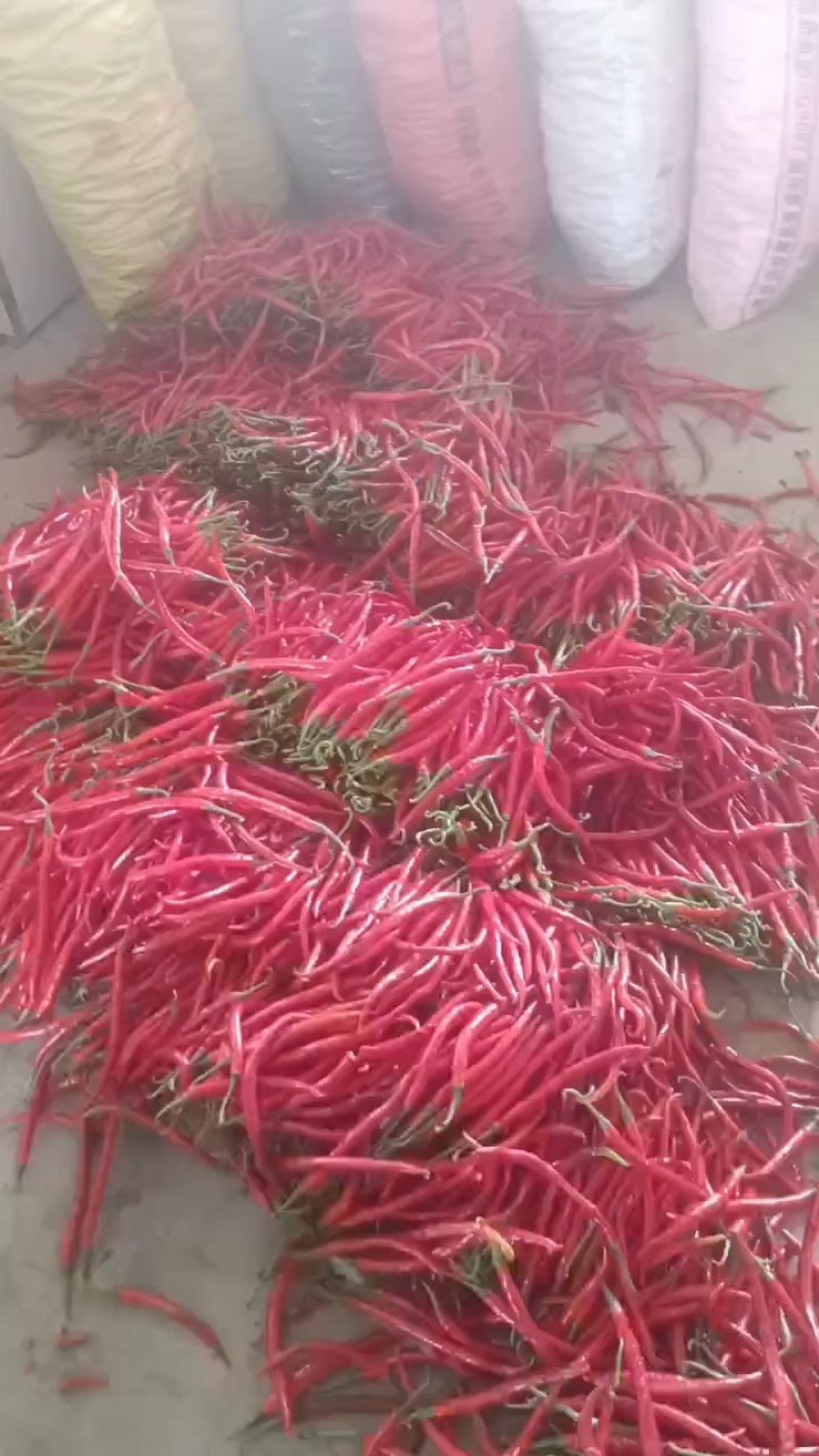 贵州红辣椒二荆条线椒红线椒