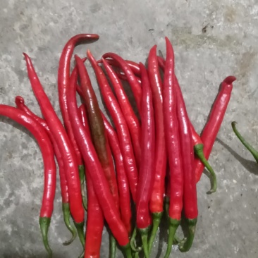 贵州红辣椒二荆条线椒红线椒