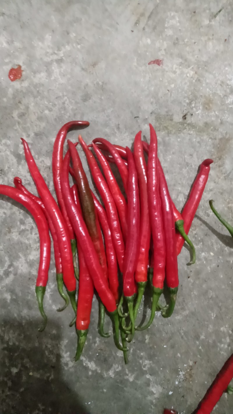 贵州红辣椒二荆条线椒红线椒