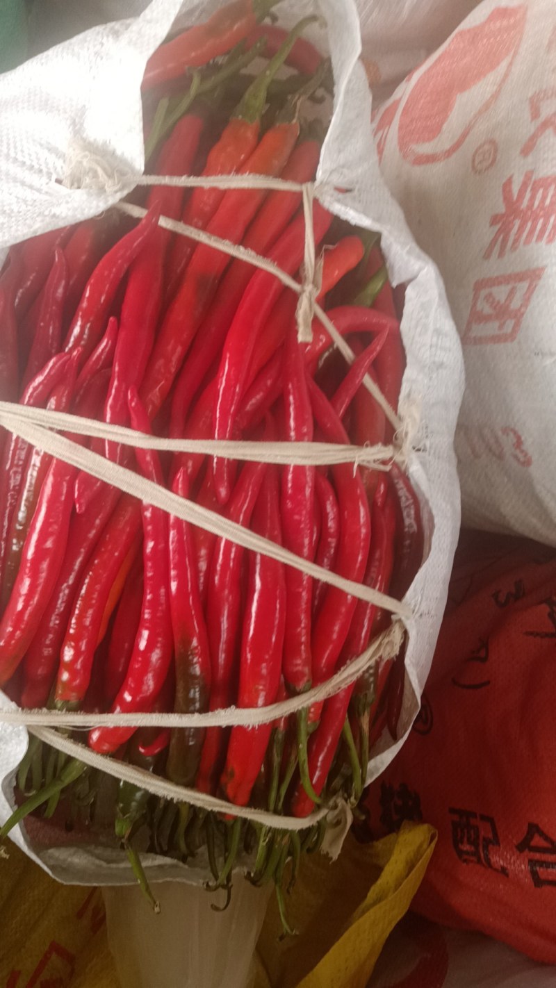 贵州红辣椒二荆条线椒红线椒