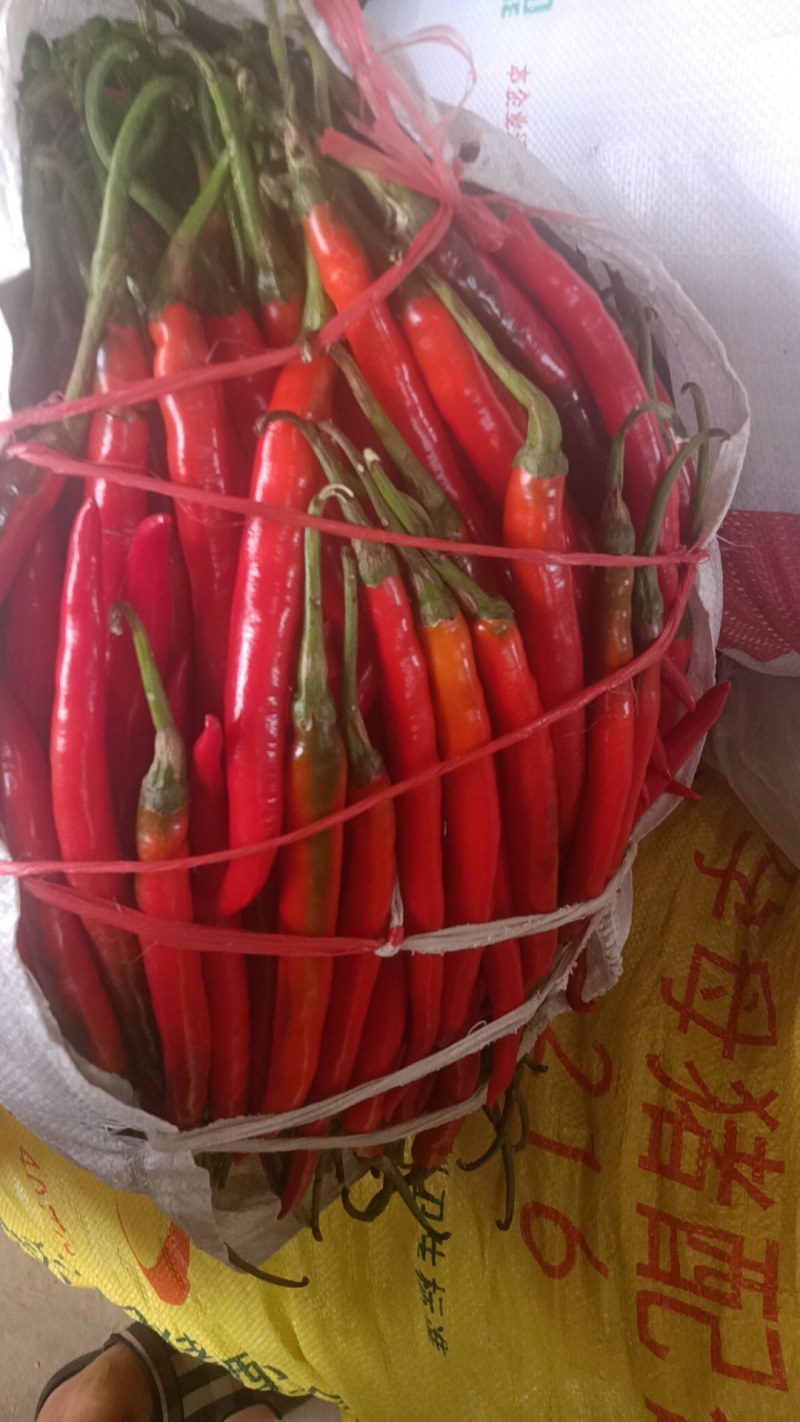 贵州红辣椒二荆条线椒红线椒